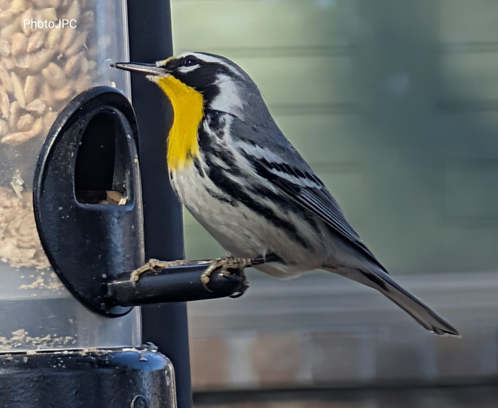 Yellow-throated Warbler