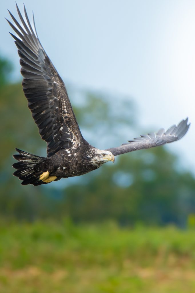 Bald Eagle
