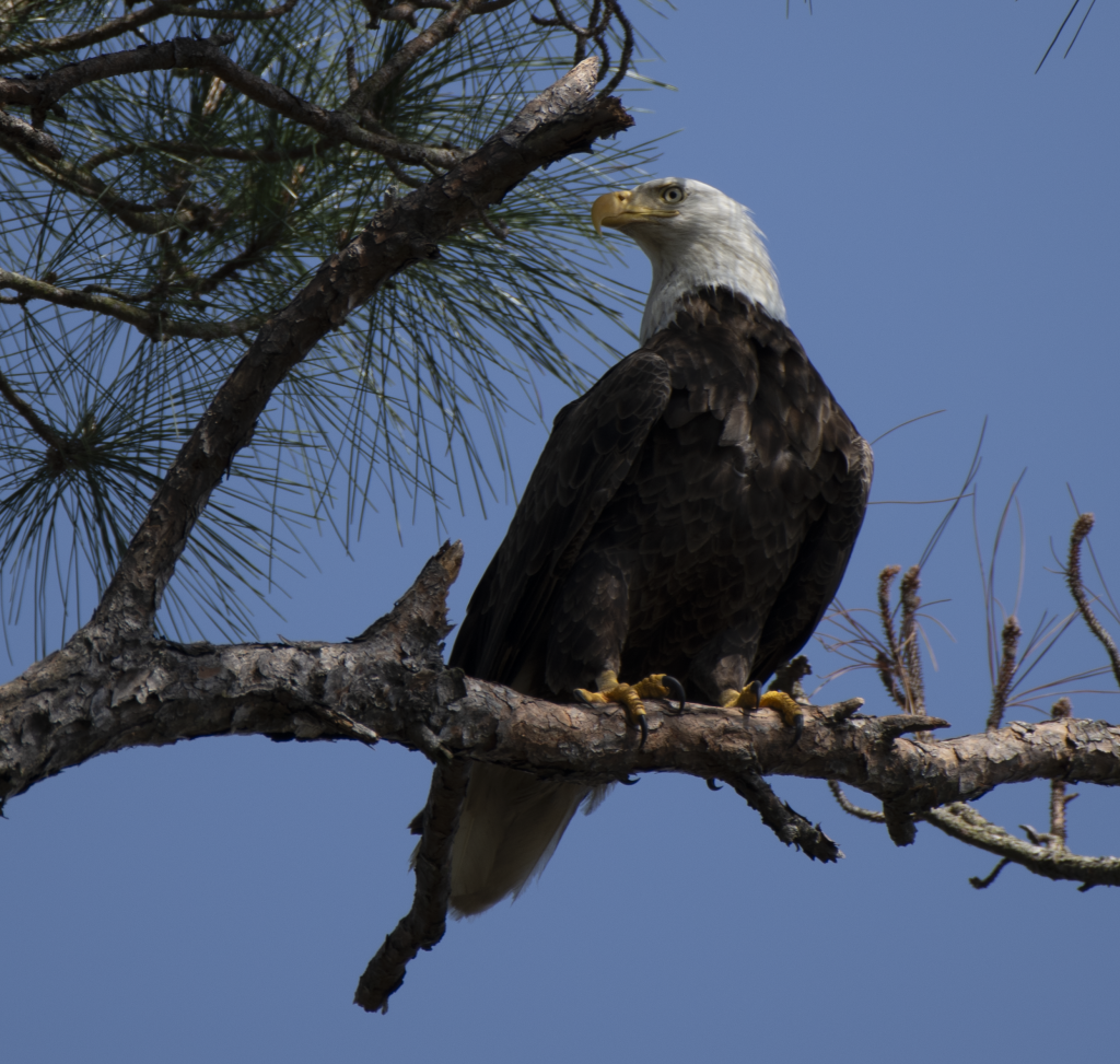 Bald Eagle