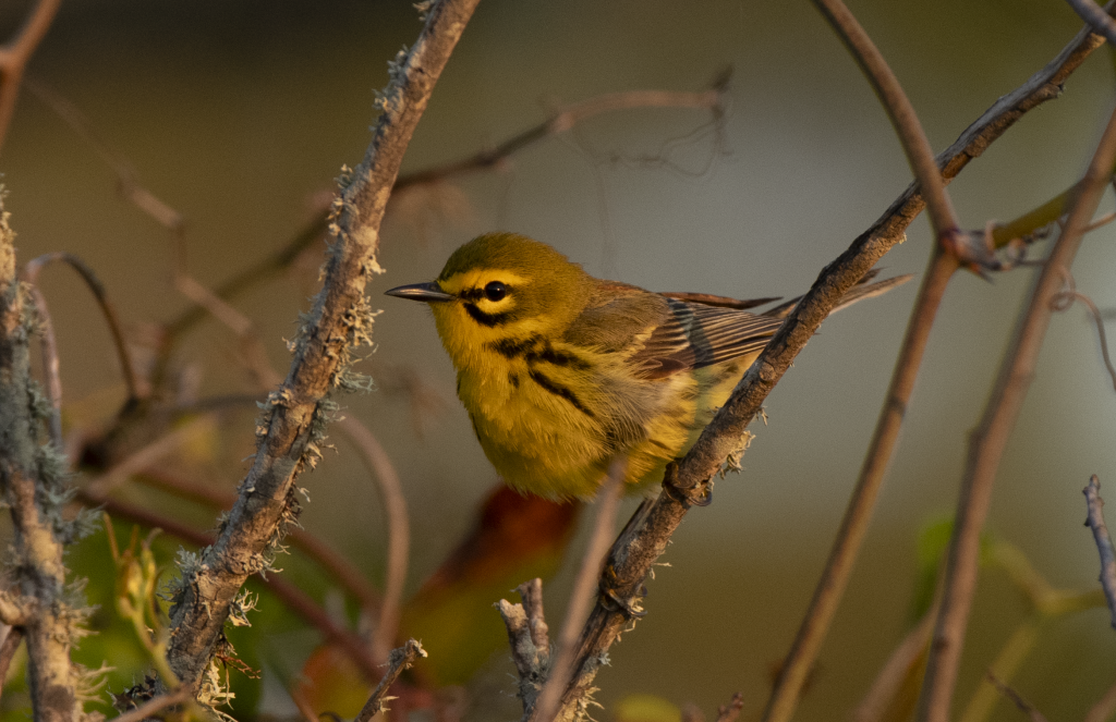Prairie Warbler