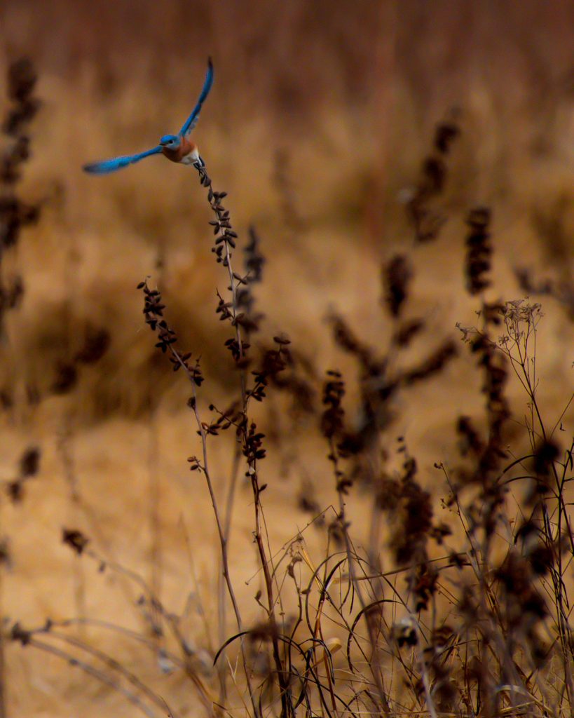 Eastern Bluebird