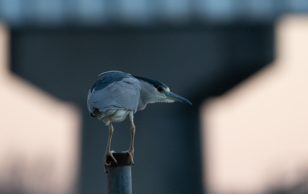 Night Heron