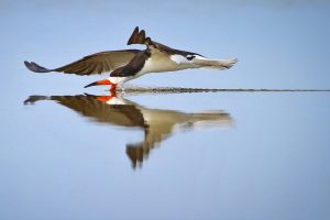 Black skimmer drawing a line in the water while feeding along the shore.
