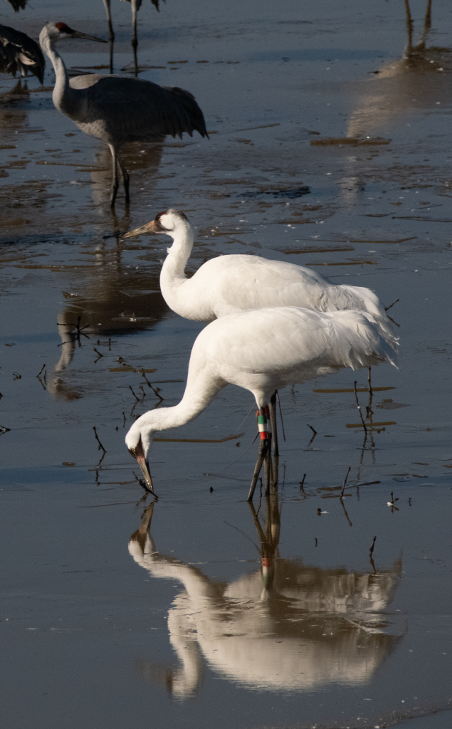 Whooping Cranes
