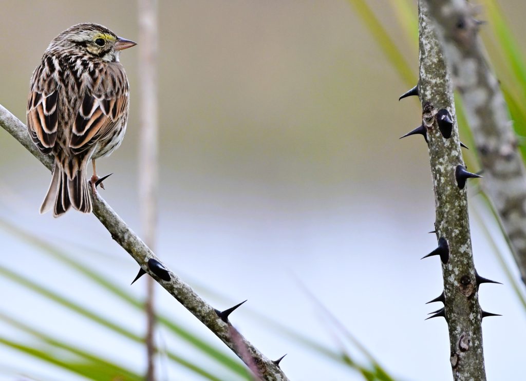 Savannah Sparrow at St. Marks NWR Lighthouse