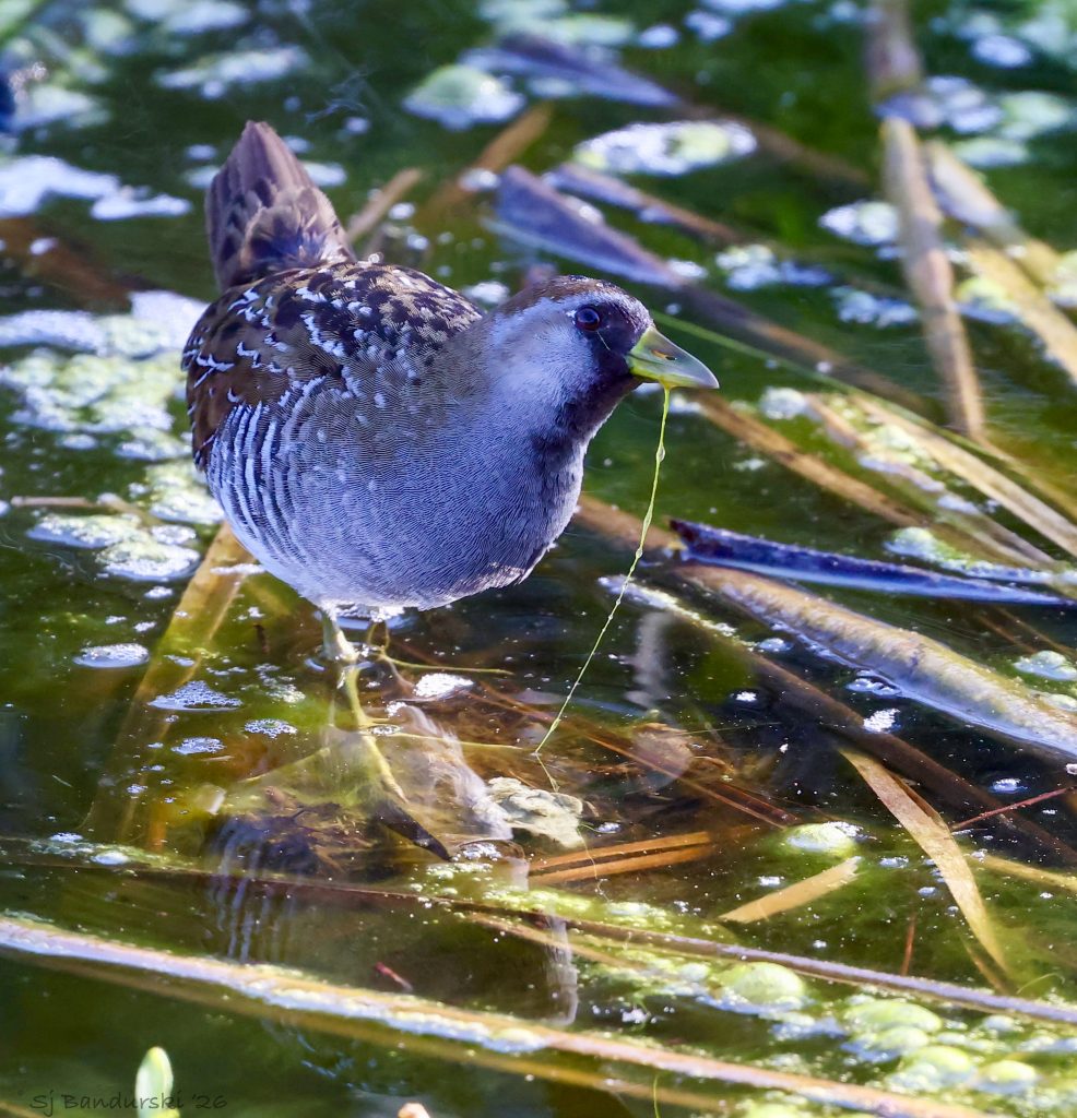 Sora Lifer