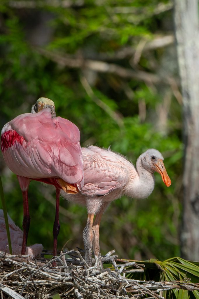 Baby Spoonbills!