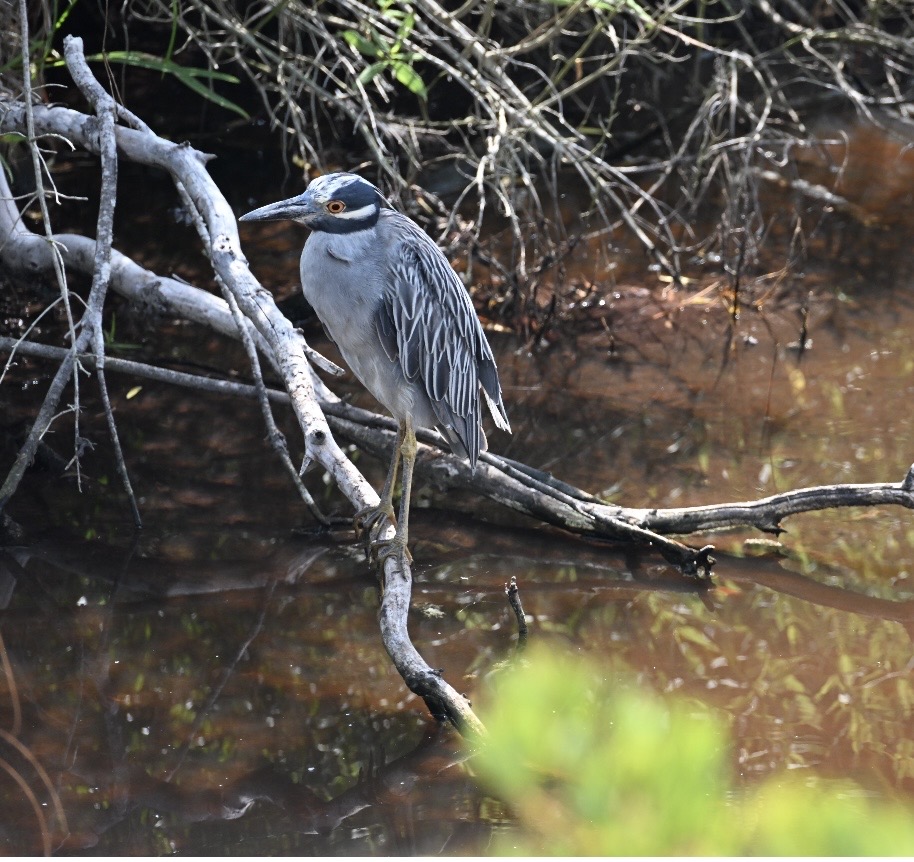 Yellow Crowned Night Heron